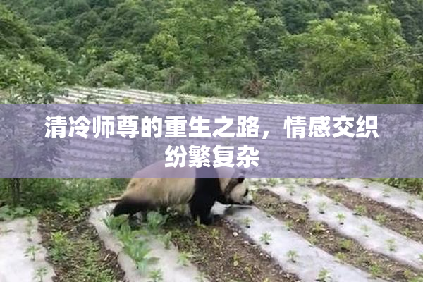 清冷师尊的重生之路，情感交织纷繁复杂