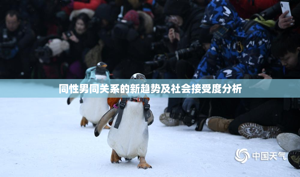 同性男同关系的新趋势及社会接受度分析