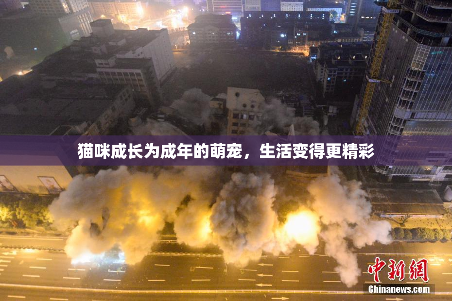 猫咪成长为成年的萌宠，生活变得更精彩