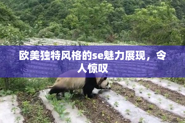 欧美独特风格的se魅力展现，令人惊叹