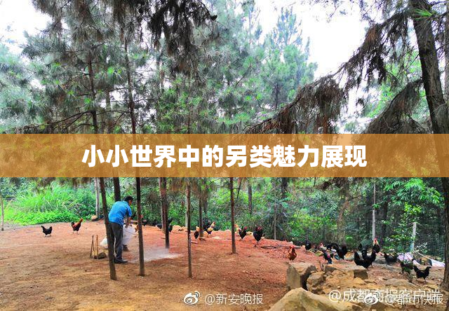 小小世界中的另类魅力展现