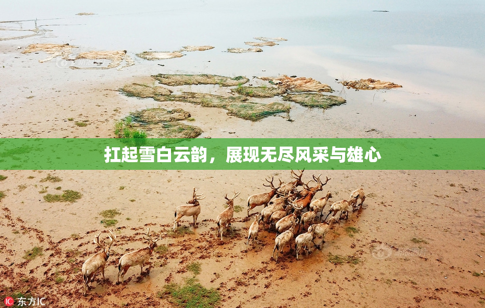 扛起雪白云韵，展现无尽风采与雄心