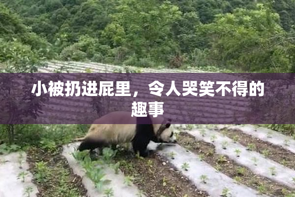小被扔进屁里，令人哭笑不得的趣事