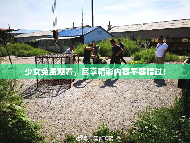 少女免费观看，尽享精彩内容不容错过！