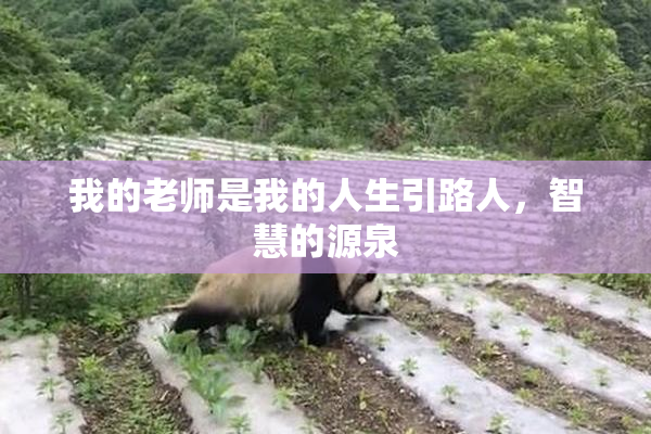 我的老师是我的人生引路人，智慧的源泉