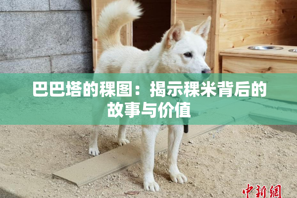巴巴塔的稞图：揭示稞米背后的故事与价值