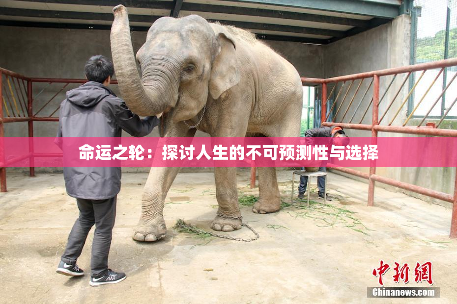 命运之轮：探讨人生的不可预测性与选择