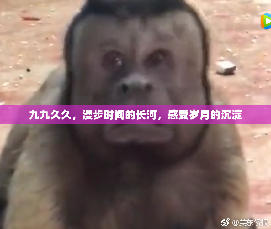 九九久久，漫步时间的长河，感受岁月的沉淀