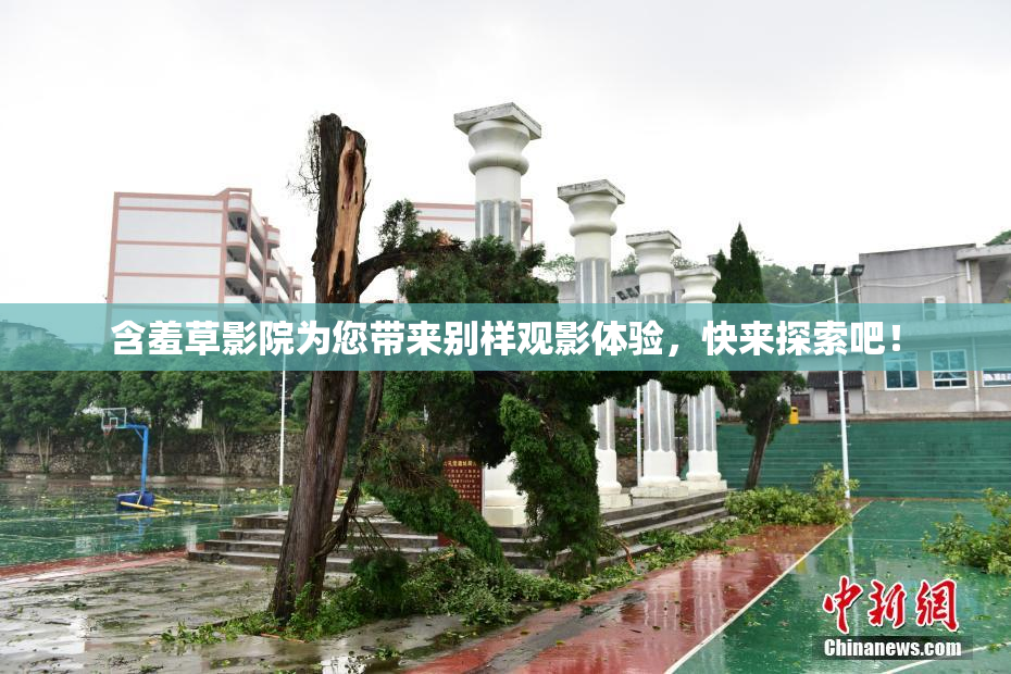 含羞草影院为您带来别样观影体验，快来探索吧！