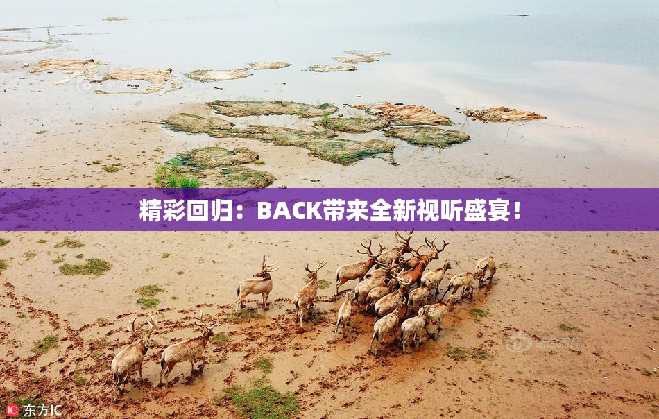精彩回归：BACK带来全新视听盛宴！