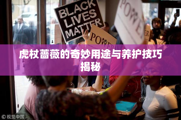 虎杖蔷薇的奇妙用途与养护技巧揭秘