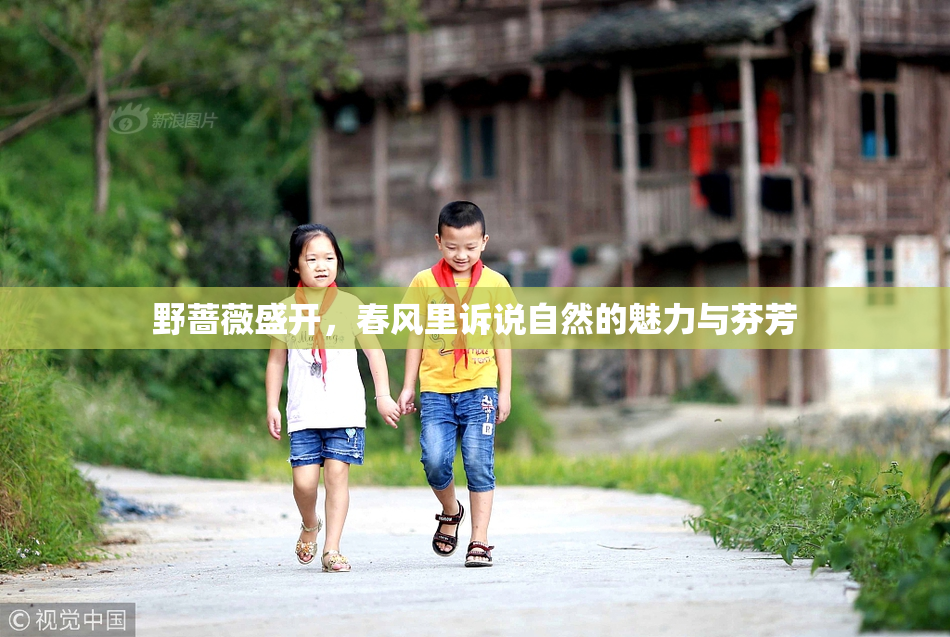 野蔷薇盛开，春风里诉说自然的魅力与芬芳