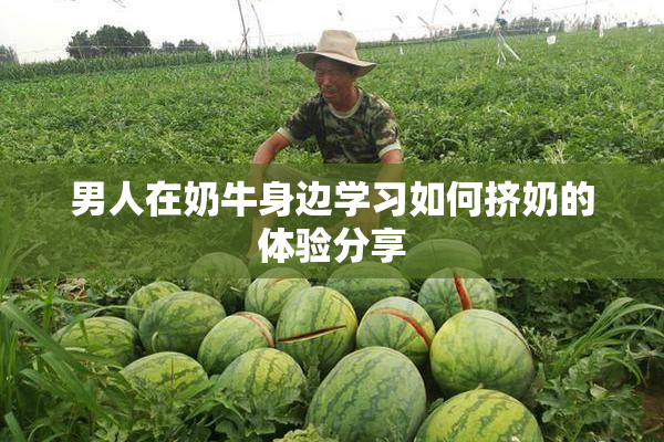 男人在奶牛身边学习如何挤奶的体验分享