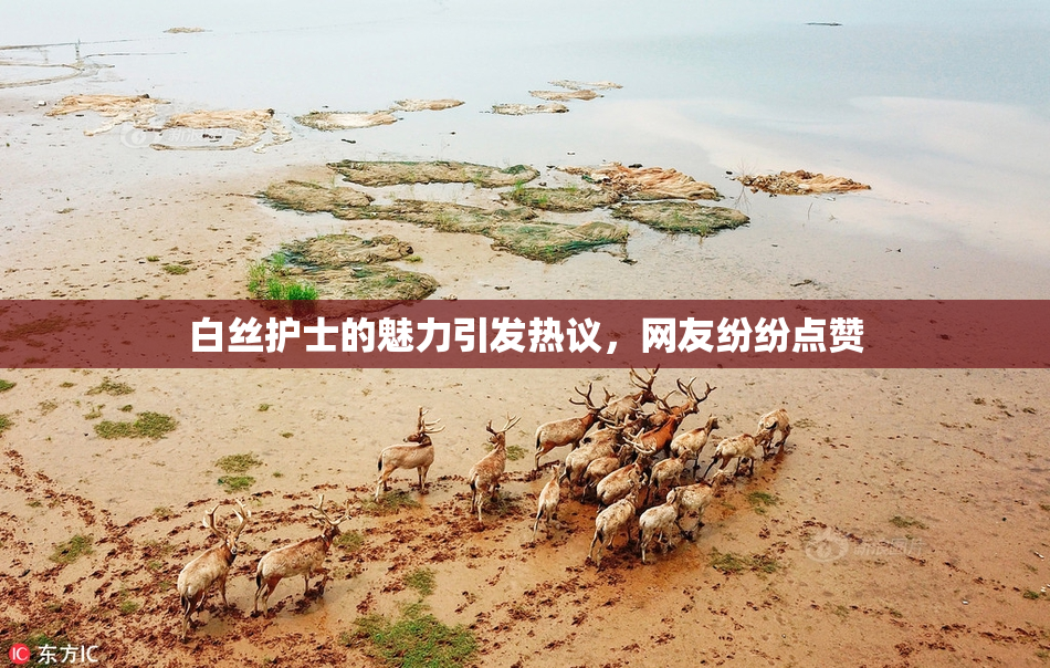 白丝护士的魅力引发热议，网友纷纷点赞