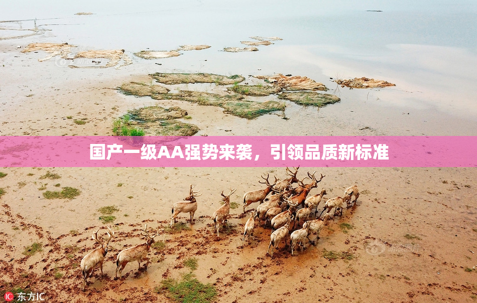 国产一级AA强势来袭，引领品质新标准