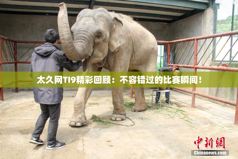 太久网TI9精彩回顾：不容错过的比赛瞬间！
