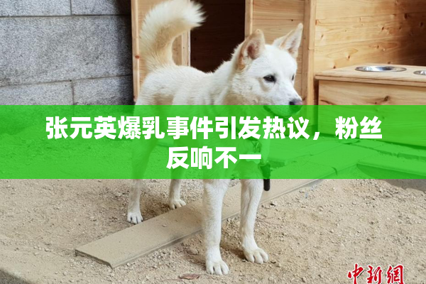 张元英爆乳事件引发热议，粉丝反响不一