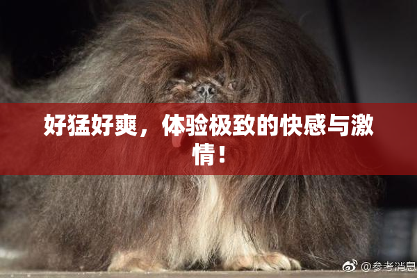 好猛好爽，体验极致的快感与激情！