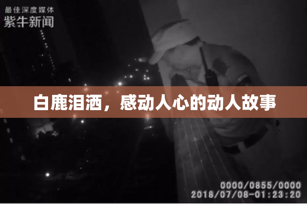白鹿泪洒，感动人心的动人故事