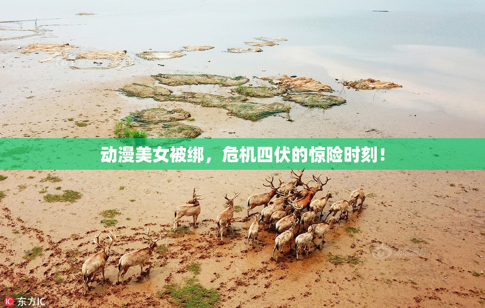 动漫美女被绑，危机四伏的惊险时刻！