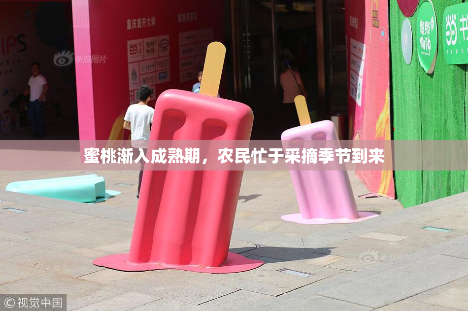 蜜桃渐入成熟期，农民忙于采摘季节到来