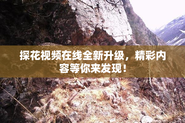 探花视频在线全新升级，精彩内容等你来发现！