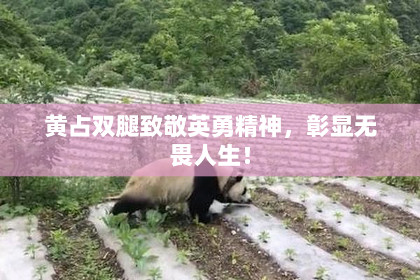 黄占双腿致敬英勇精神，彰显无畏人生！