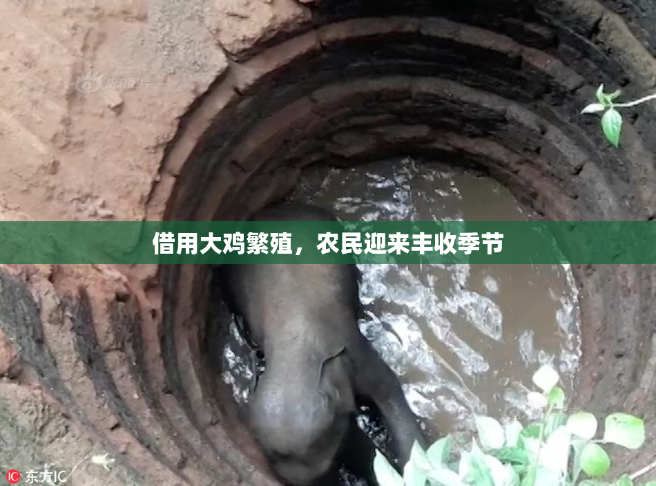 借用大鸡繁殖，农民迎来丰收季节