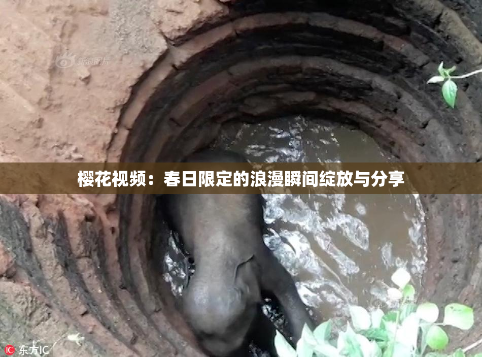 樱花视频：春日限定的浪漫瞬间绽放与分享