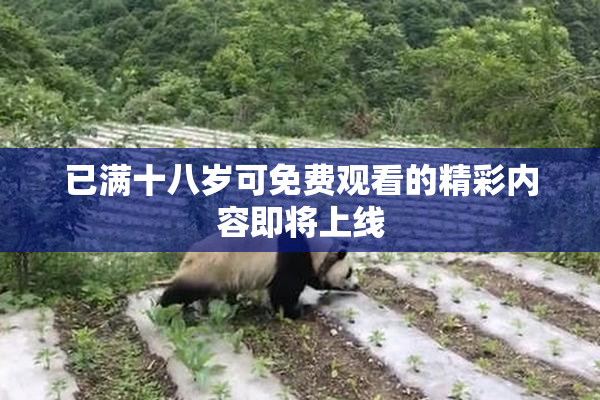 已满十八岁可免费观看的精彩内容即将上线