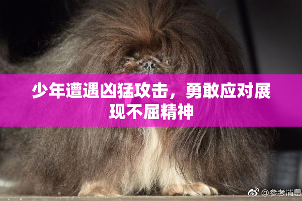 少年遭遇凶猛攻击，勇敢应对展现不屈精神