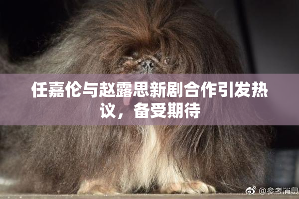 任嘉伦与赵露思新剧合作引发热议，备受期待