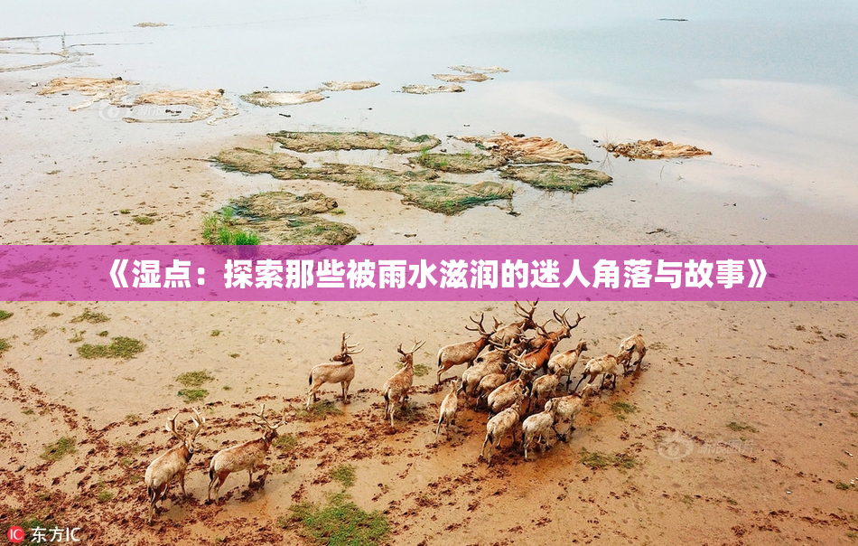 《湿点：探索那些被雨水滋润的迷人角落与故事》