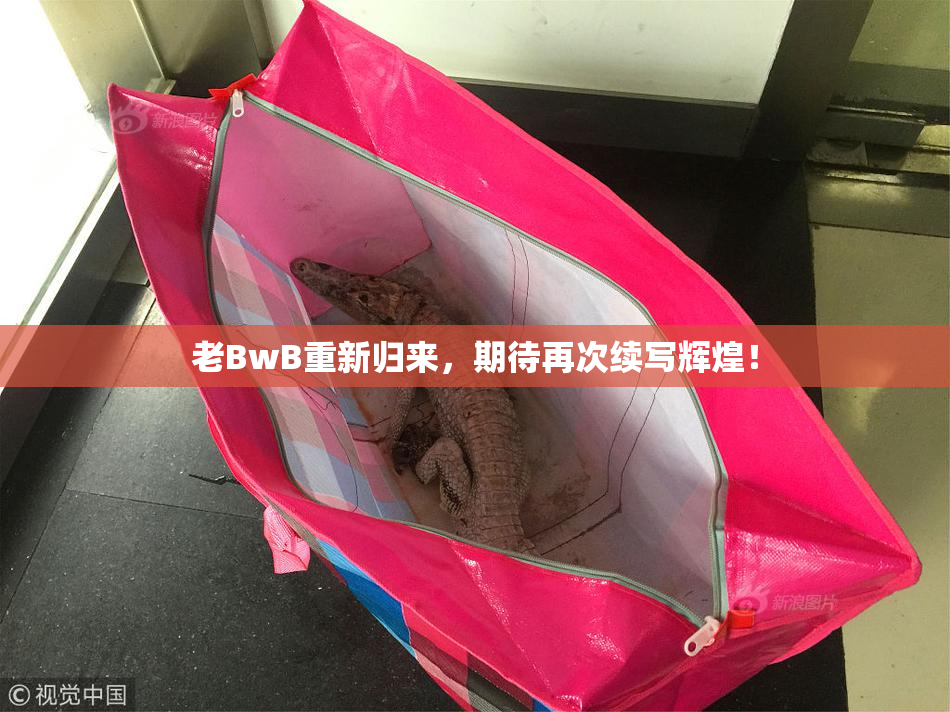 老BwB重新归来，期待再次续写辉煌！
