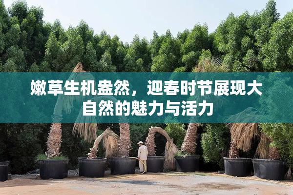 嫩草生机盎然，迎春时节展现大自然的魅力与活力