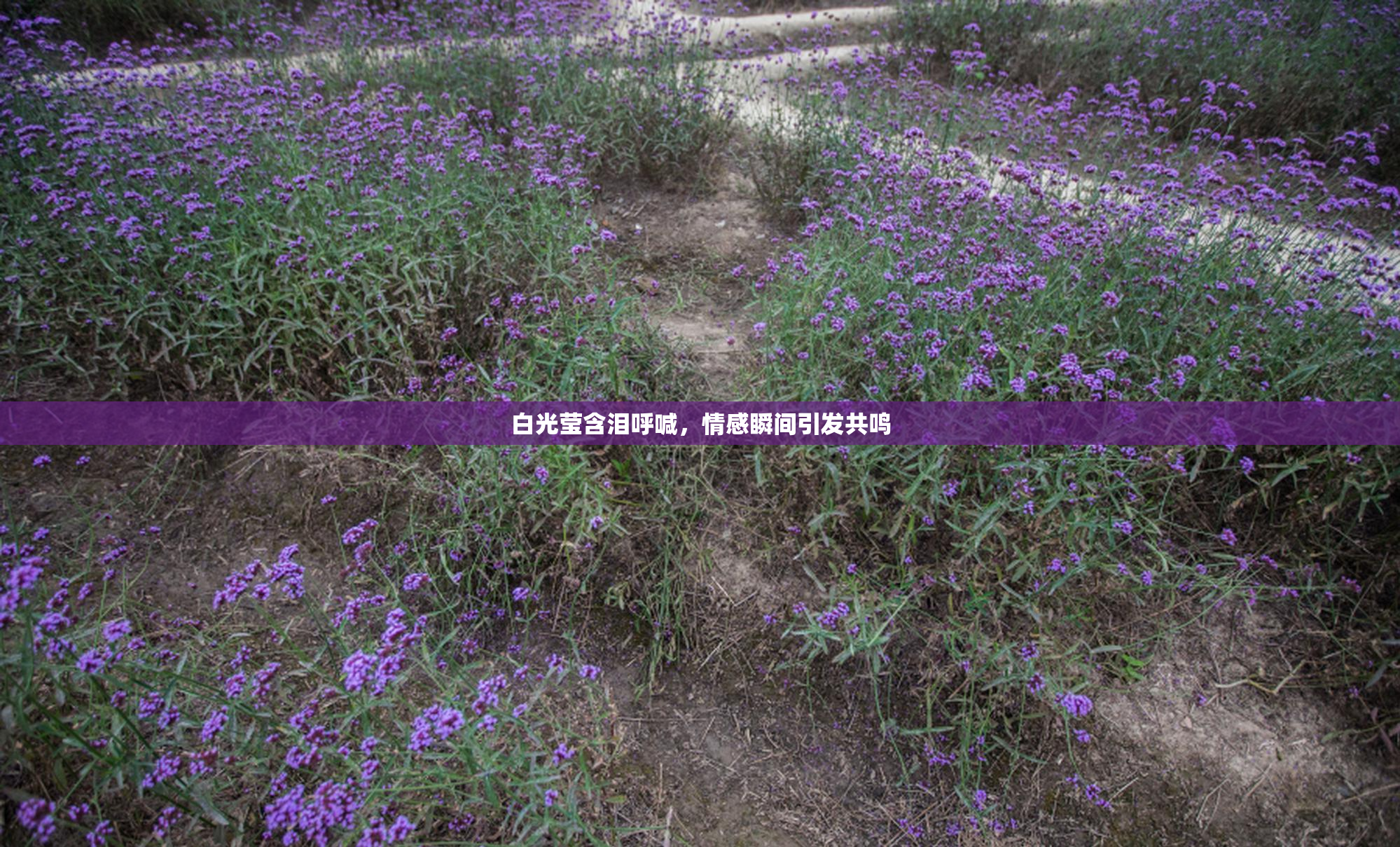 白光莹含泪呼喊，情感瞬间引发共鸣
