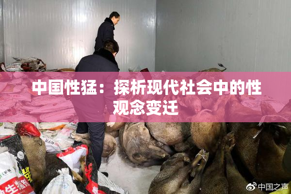 中国性猛：探析现代社会中的性观念变迁