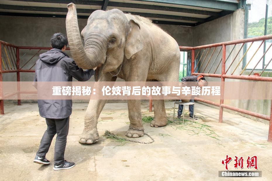 重磅揭秘：伦妓背后的故事与辛酸历程