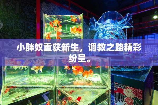 小胖奴重获新生，调教之路精彩纷呈。