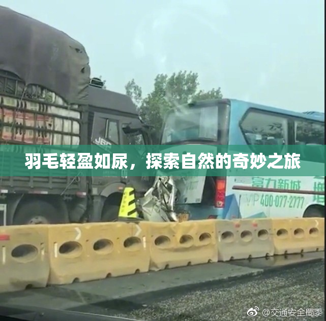 羽毛轻盈如尿，探索自然的奇妙之旅