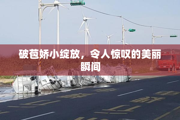 破苞娇小绽放，令人惊叹的美丽瞬间