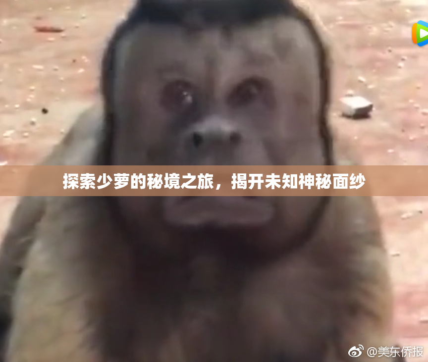 探索少萝的秘境之旅，揭开未知神秘面纱