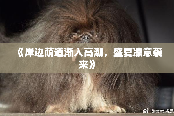 《岸边荫道渐入高潮，盛夏凉意袭来》