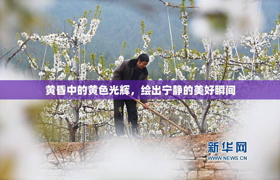 黄昏中的黄色光辉，绘出宁静的美好瞬间
