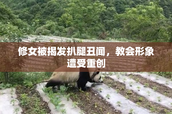 修女被揭发扒腿丑闻，教会形象遭受重创