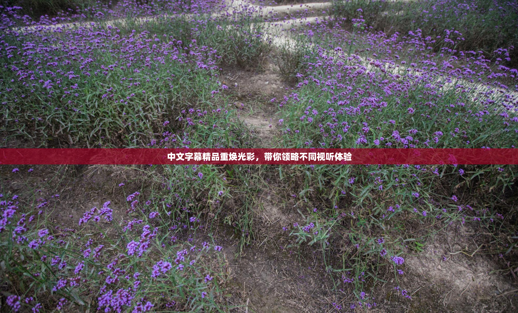 中文字幕精品重焕光彩，带你领略不同视听体验
