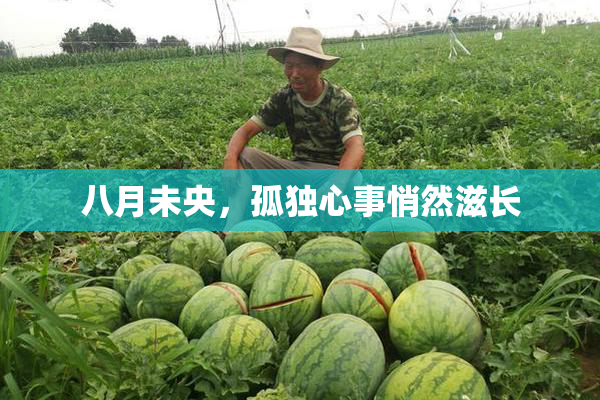 八月未央，孤独心事悄然滋长