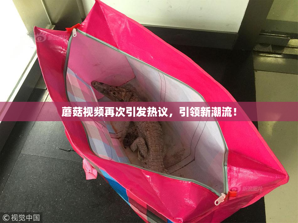 蘑菇视频再次引发热议，引领新潮流！