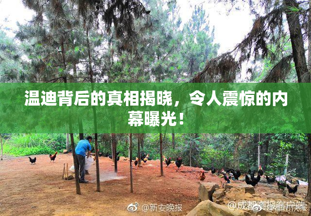温迪背后的真相揭晓，令人震惊的内幕曝光！