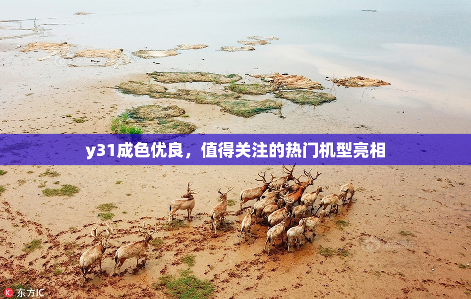 y31成色优良，值得关注的热门机型亮相